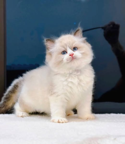 Ragdoll