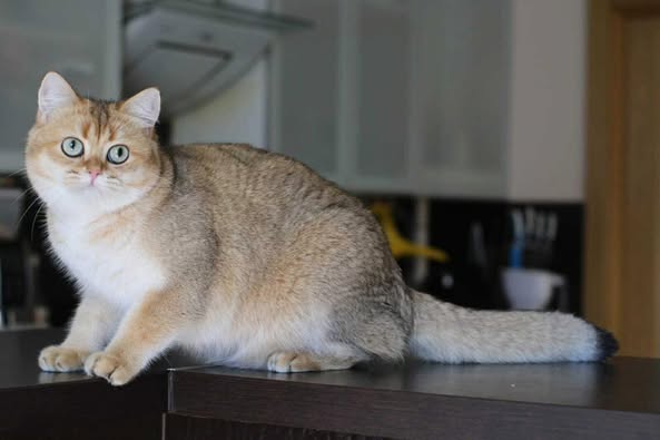 British Shorthair
