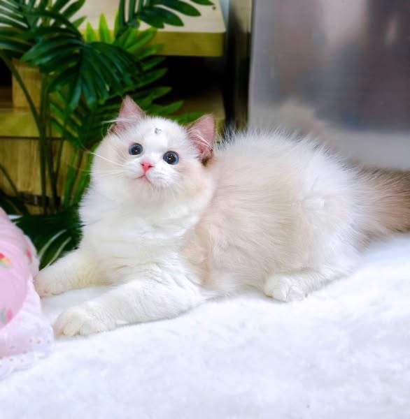 Ragdoll