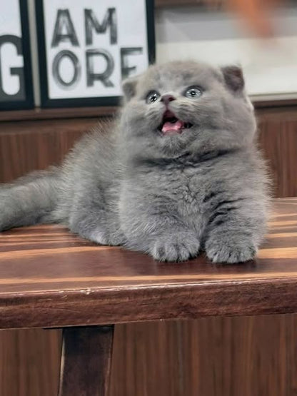 Munchkin Fold