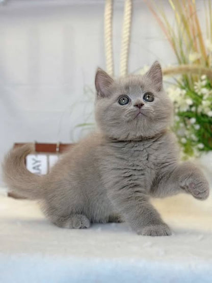 British Shorthair