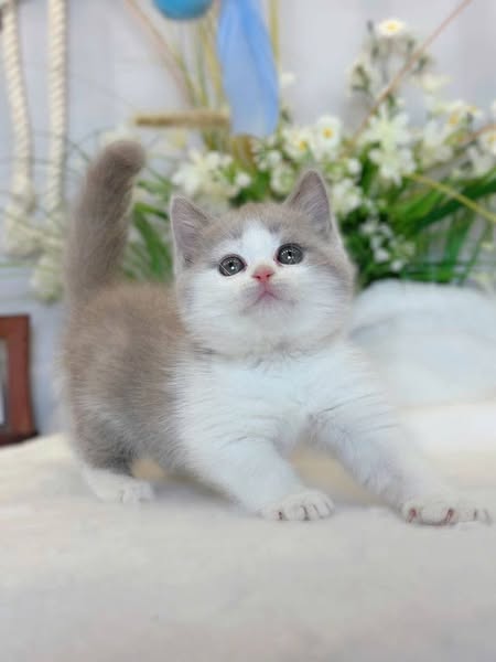 British Shorthair