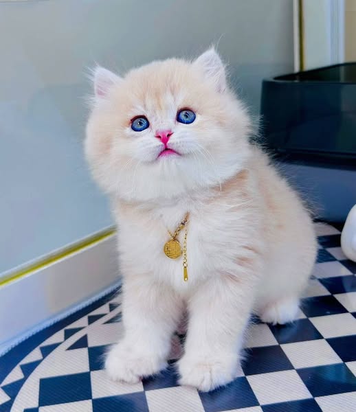 British Longhair