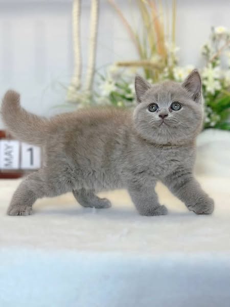 British Shorthair