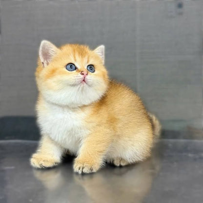 British Shorthair