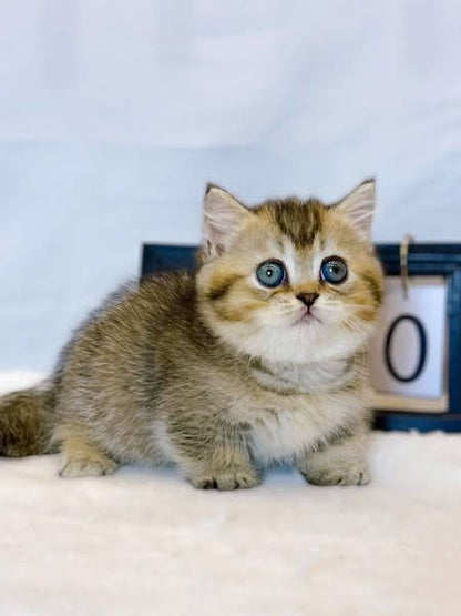 Munchkin