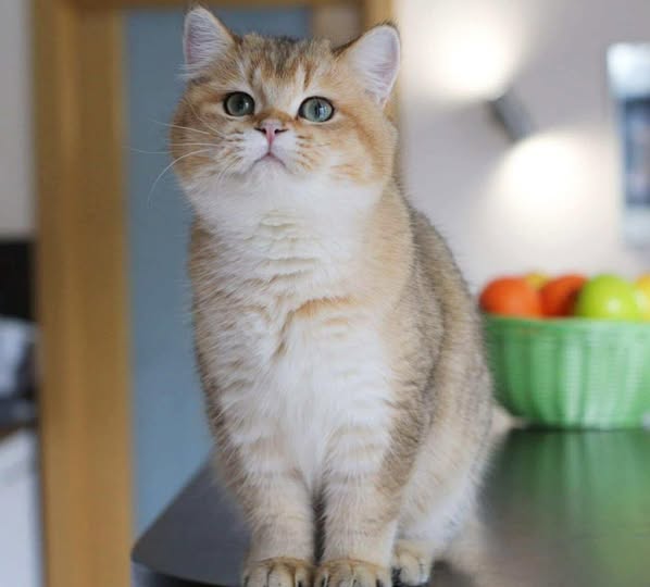 British Shorthair