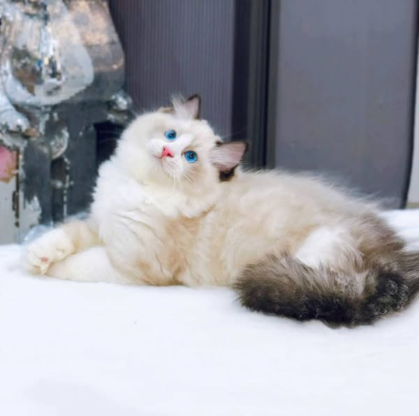 Ragdoll
