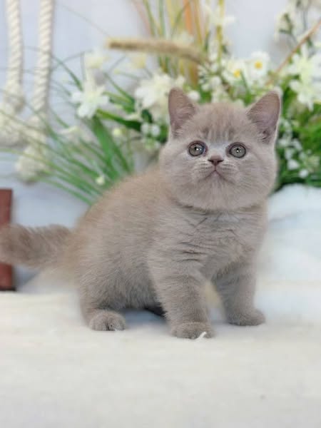 British Shorthair