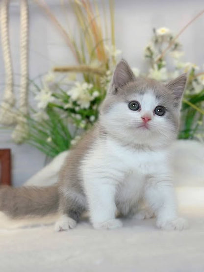 British Shorthair