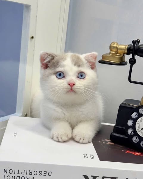 British Shorthair