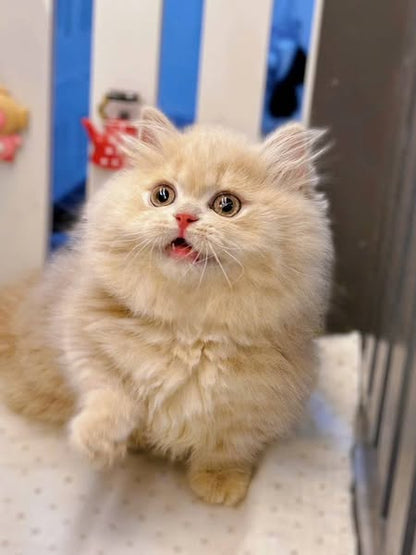 Munchkin Longhair