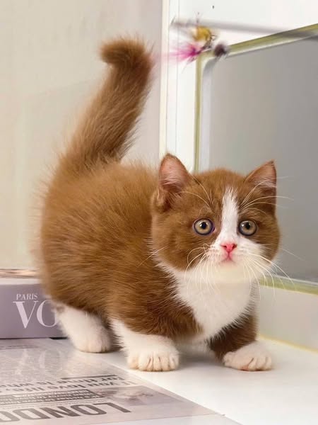 Munchkin