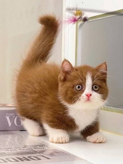 Munchkin