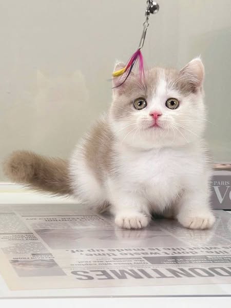 Munchkin
