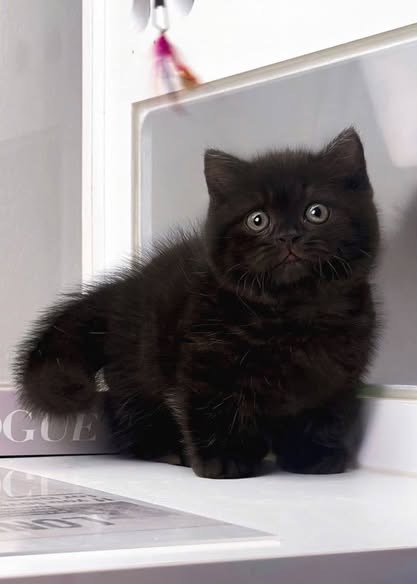 Munchkin