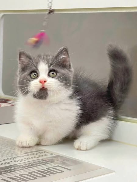 Munchkin