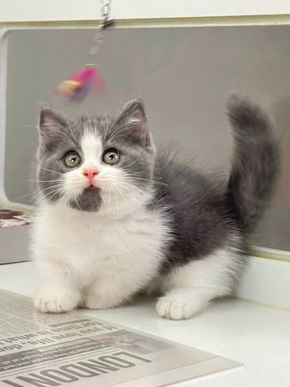 Munchkin