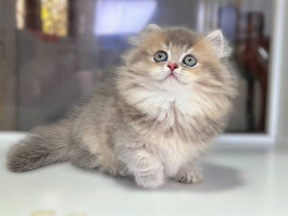 Munchkin Longhair