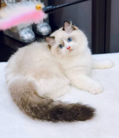 Ragdoll
