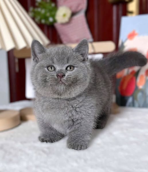 Munchkin