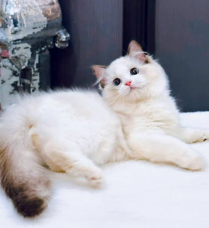 Ragdoll