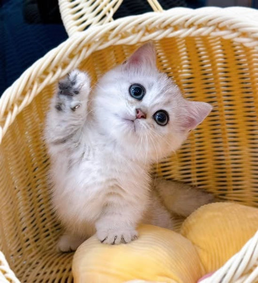 Munchkin