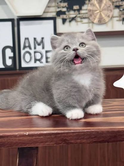 Munchkin