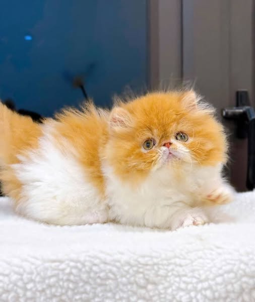 Munchkin Longhair