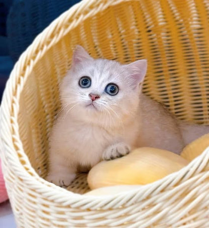Munchkin