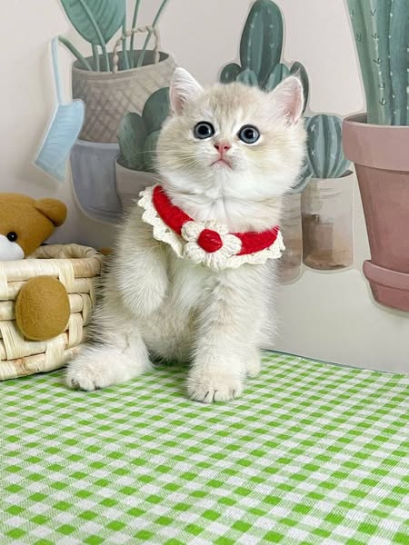 British Shorthair