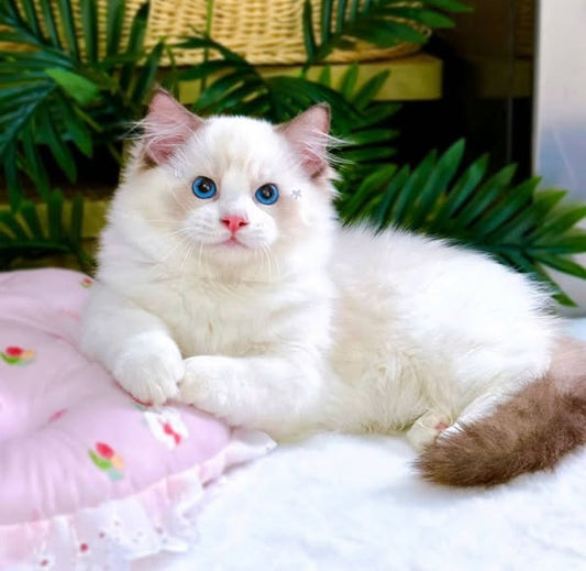 Ragdoll