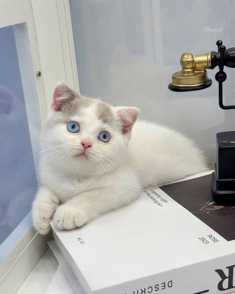 British Shorthair