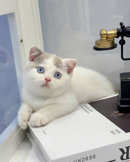 British Shorthair