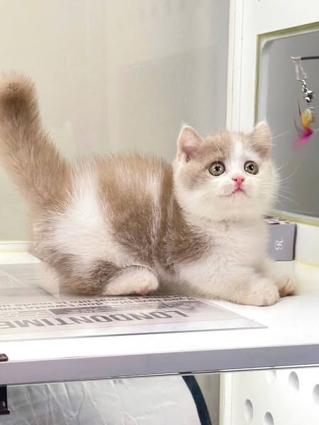Munchkin