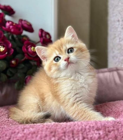 British Shorthair
