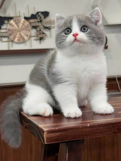 British Shorthair