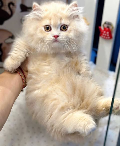 Munchkin Longhair