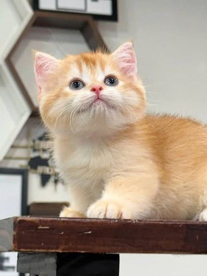 British Shorthair