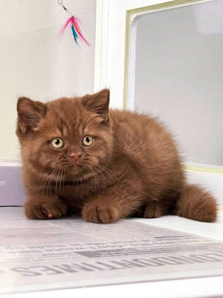 British Shorthair