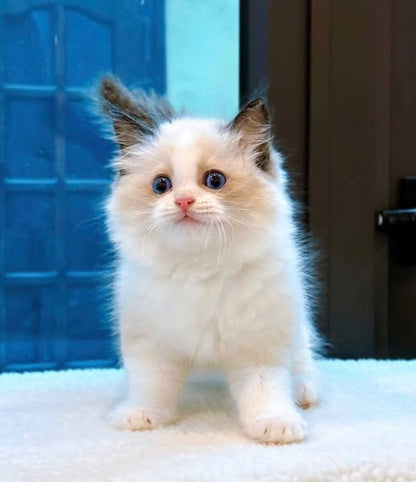 Ragdoll