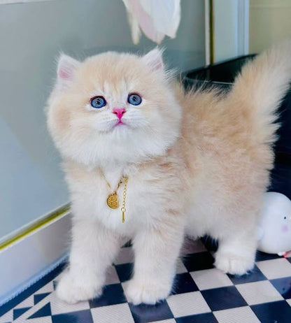 British Longhair