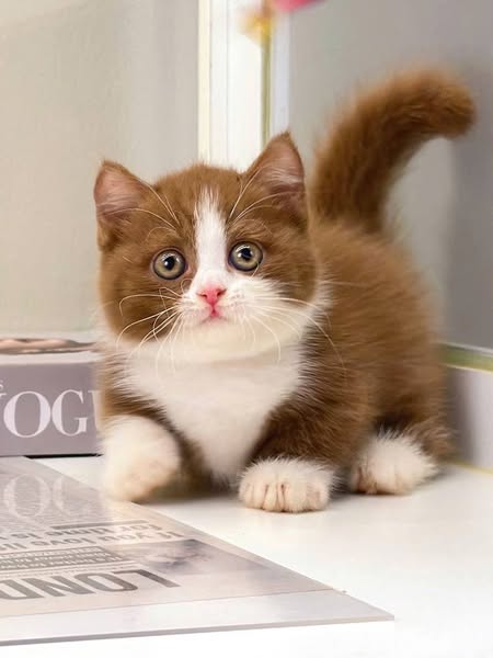 Munchkin