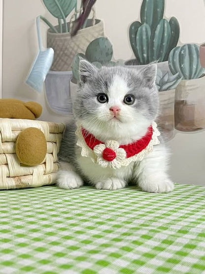 Munchkin