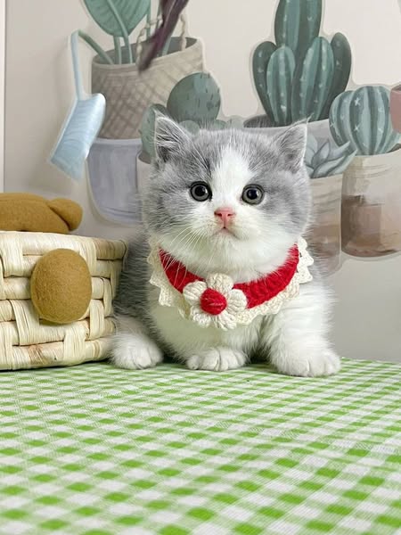 Munchkin