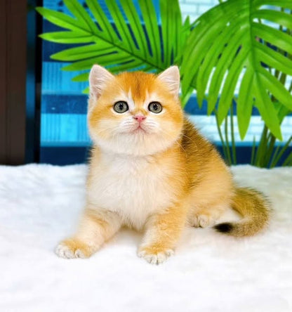 British Shorthair