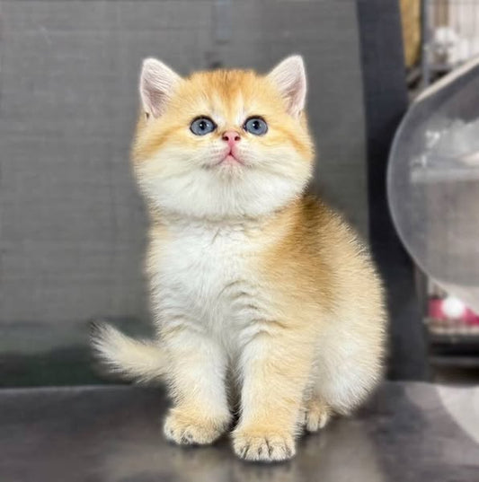 British Shorthair