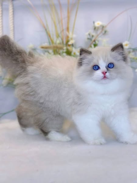 Ragdoll