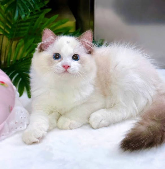 Ragdoll
