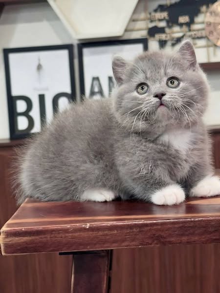 Munchkin